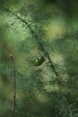 Asparagus tenuifolius