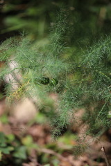 Asparagus tenuifolius