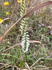 Spiranthes bightensis