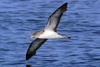 Cory's Shearwater - Photo (c) Mark Dennis, some rights reserved (CC BY-NC), uploaded by Mark Dennis