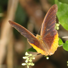 Terinos terpander intermedia