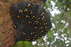 Eumorphus marginatus