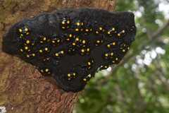 Eumorphus marginatus