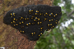 Eumorphus marginatus