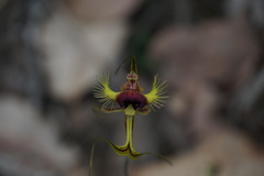 Caladenia lobata