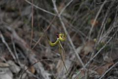 Caladenia lobata