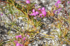 Stylidium scandens