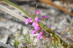 Stylidium scandens