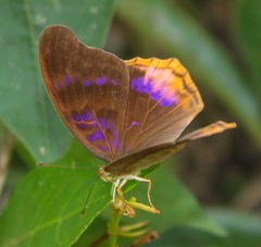 Terinos terpander intermedia