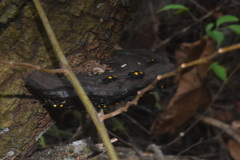 Eumorphus marginatus