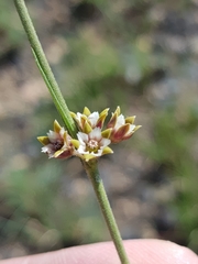 Aspidoglossum lamellatum