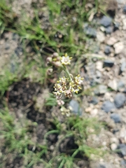 Aspidoglossum lamellatum