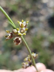 Aspidoglossum lamellatum