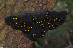 Eumorphus marginatus