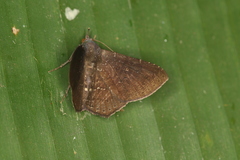 Euclystis deterrima