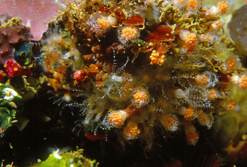 Clavulaire commune