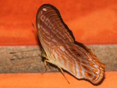 Terinos terpander intermedia