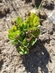 Polygala transvaalensis