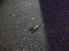 Protohermes costalis