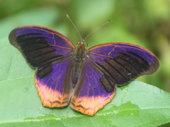 Terinos terpander intermedia