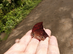 Charaxinae