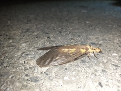 Protohermes costalis