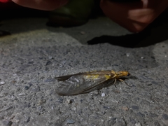 Protohermes costalis