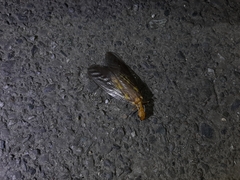 Protohermes costalis