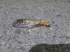 Protohermes costalis