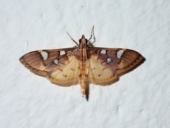 Cotachena