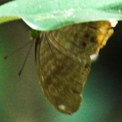 Terinos terpander intermedia
