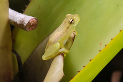 Phyllodytes luteolus