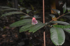 Paralaxita