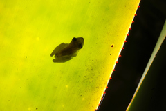 Phyllodytes luteolus