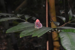 Paralaxita