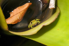 Phyllodytes luteolus