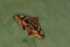 Euclystis guerini