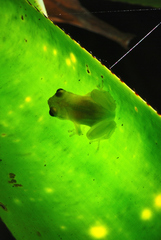 Phyllodytes luteolus