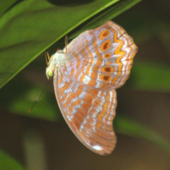 Terinos terpander intermedia