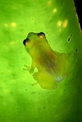 Phyllodytes luteolus