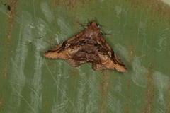 Euclystis guerini