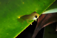 Phyllodytes luteolus