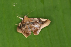 Euclystis guerini
