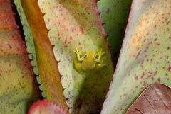 Phyllodytes luteolus