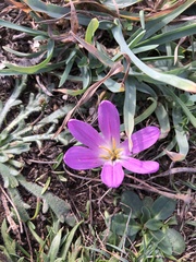Colchicum montanum