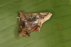Euclystis guerini