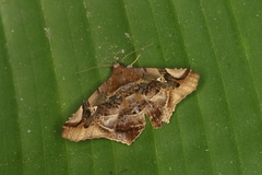 Euclystis guerini