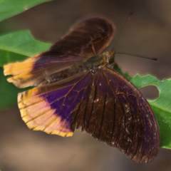Terinos terpander intermedia