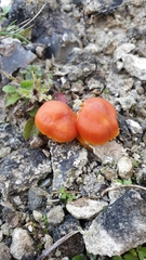 Hygrocybe calciphila