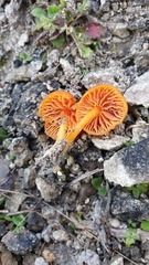 Hygrocybe calciphila
